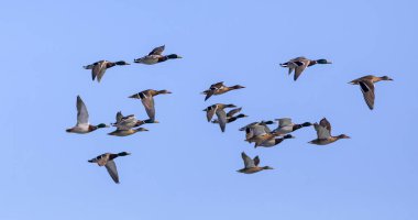 Uçan ördekler. Mavi gökyüzü arka planı. Mallard. Anas platyrhynchos ve Avrasya Teal 'i 