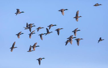 Uçan ördekler. Mavi gökyüzü arka planı. Mallard. Anas platyrhynchos ve Avrasya Teal 'i 