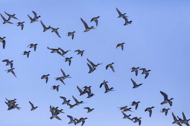 Uçan ördekler. Mavi gökyüzü arka planı. Mallard. Anas platyrhynchos ve Avrasya Teal 'i 