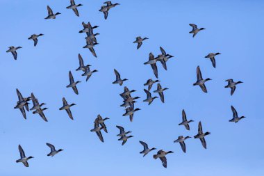 Uçan ördekler. Mavi gökyüzü arka planı. Mallard. Anas platyrhynchos ve Avrasya Teal 'i 