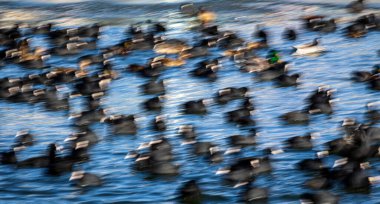 Soyut doğa. Bulanık kuşlar. Mavi su arkaplanı.