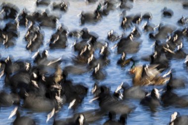 Soyut doğa. Bulanık kuşlar. Mavi su arkaplanı.
