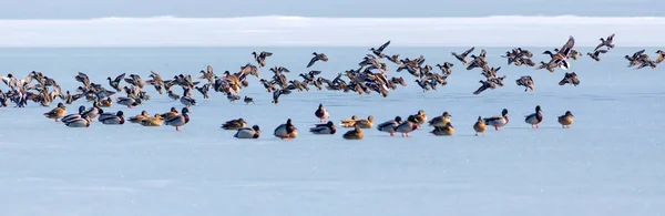 Lago Congelado Pássaros Fundo Natureza Azul Branco Aves Mallard Eurasian — Fotografia de Stock