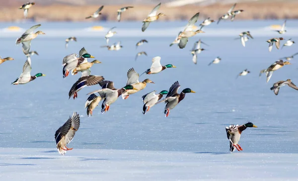 Gefrorener See Und Vögel Weiß Blauer Naturhintergrund Vögel Stockente Widder — Stockfoto