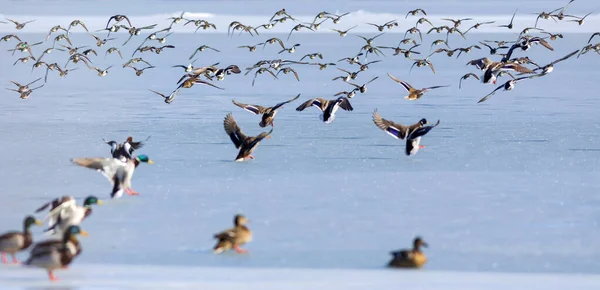Lago Congelado Aves Fondo Blanco Naturaleza Azul Pájaros Mallard Wigeon — Foto de Stock
