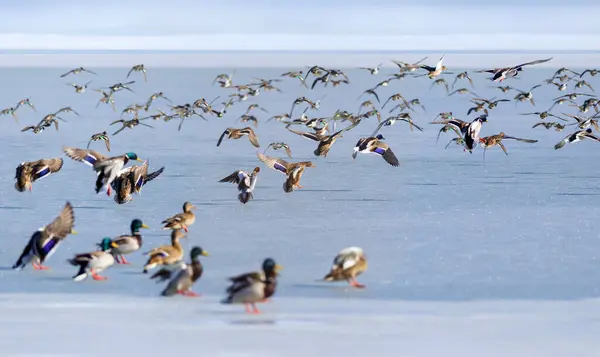 Gefrorener See Und Vögel Weiß Blauer Naturhintergrund Vögel Stockente Widder — Stockfoto