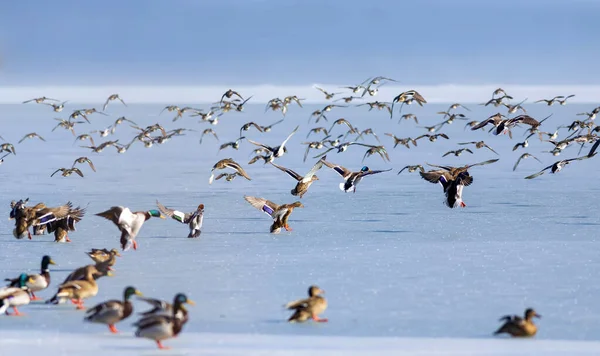 Zamarznięte Jezioro Ptaki Białe Niebieskie Tło Natury Ptaki Krzyżówka Eurazjatycki — Zdjęcie stockowe