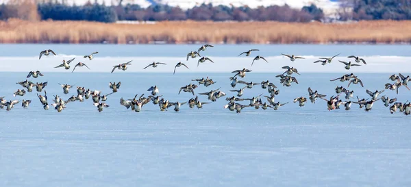 Gefrorener See Und Vögel Weiß Blauer Naturhintergrund Vögel Stockente Widder — Stockfoto