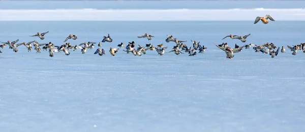 Крижане Озеро Птахи Білий Синій Фон Природи Птахи Mallard Eurasian — стокове фото