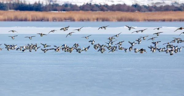 Gefrorener See Und Vögel Weiß Blauer Naturhintergrund Vögel Stockente Widder — Stockfoto