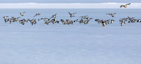 Lago Congelado Aves Fondo Blanco Naturaleza Azul Pájaros Mallard Wigeon —  Fotos de Stock