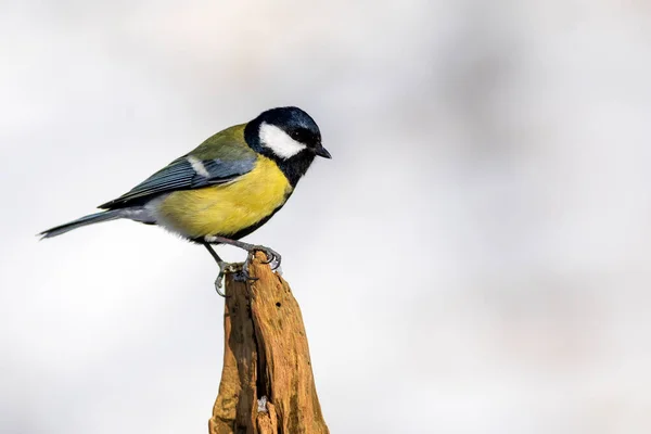 Cute little bird. Great tit. Winter nature background.