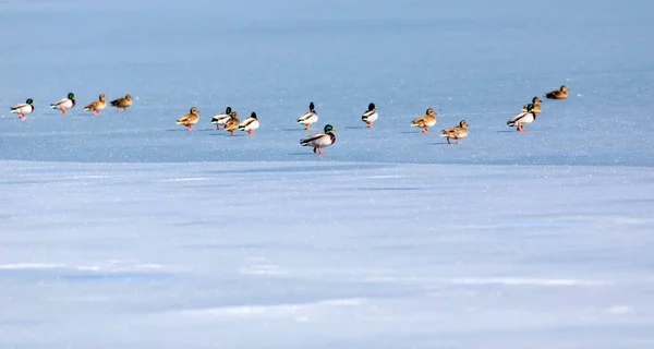 Gefrorener See Und Vögel Weiß Blauer Naturhintergrund Vögel Stockente Widder — Stockfoto