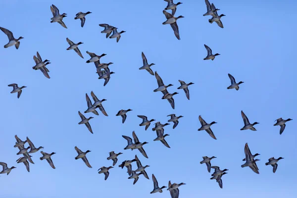 Летающие Утки Голубое Небо Маллард Anas Platyrhynchos Eurasian Tal — стоковое фото