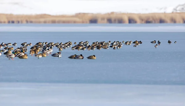 Lac Gelé Oiseaux Blanc Fond Bleu Nature Oiseaux Canard Colvert — Photo