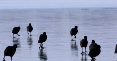 Donmuş göl ve kuşlar. Mavi doğa geçmişi. Avrasya yaban ördeği. Fulica atra.