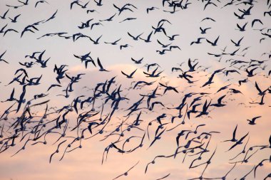 Kuşlar gökyüzünde uçuyor. Günbatımı gökyüzü arkaplanı.