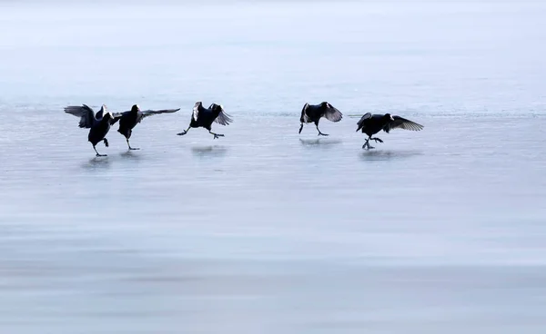 Abstrakte Natur Vögel Verwischen Blauer Wasserhintergrund Vögel Kaulquappen — Stockfoto