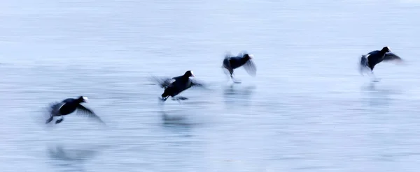 Abstrakte Natur Vögel Verwischen Blauer Wasserhintergrund Vögel Kaulquappen — Stockfoto