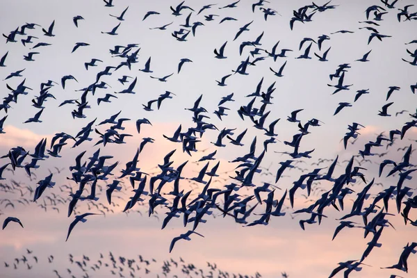 Pájaros Volando Cielo Cielo Atardecer Fondo — Foto de Stock