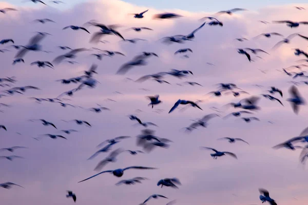 Birds Flying Sky Sunset Sky Background — Stock Photo, Image