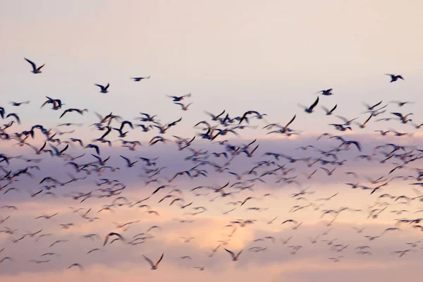 Fåglar Flyger Skyn Solnedgång Himmel Bakgrund — Stockfoto