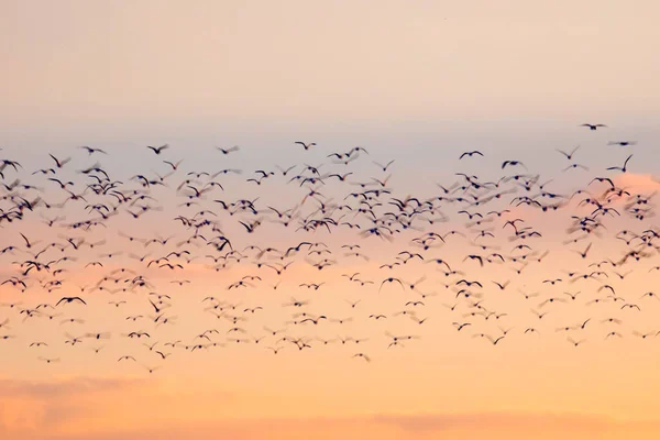 Fåglar Flyger Skyn Solnedgång Himmel Bakgrund — Stockfoto