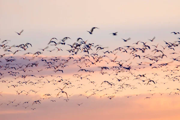 鳥が空を飛んでいる 日没の空の背景 — ストック写真