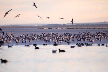 Göl ve kuşlar. Günbatımı doğa gökyüzü arkaplanı.