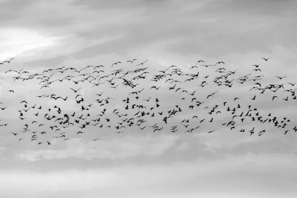 Vögel Fliegen Himmel Schwarz Weiß Fotografie — Stockfoto