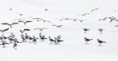 Kuşlar. Soyut doğa sahnesi. Beyaz donmuş göl arka planı.