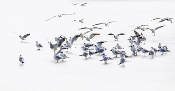 Pájaros Escena Abstracta Naturaleza Fondo Blanco Lago Congelado — Foto de Stock