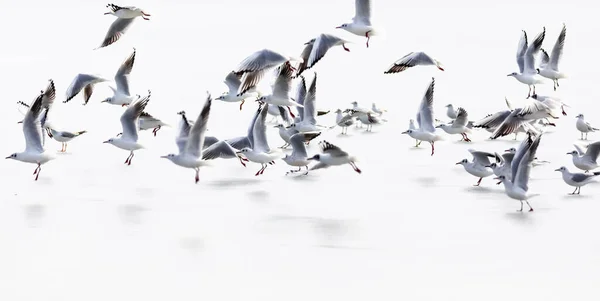 Fåglar Abstrakt Naturscen Vit Fryst Sjö Bakgrund — Stockfoto