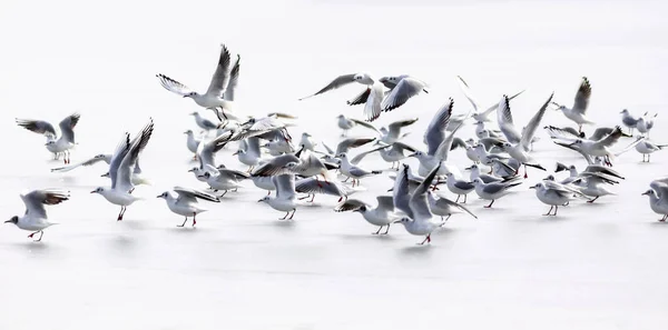 Pájaros Escena Abstracta Naturaleza Fondo Blanco Lago Congelado — Foto de Stock