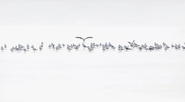 Птицы Абстрактная Природа Белый Замерзший Фон Озера — стоковое фото