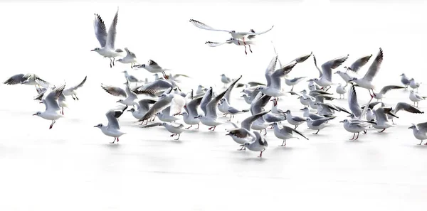 Birds Abstract Nature Scene White Frozen Lake Background — Stock Photo, Image