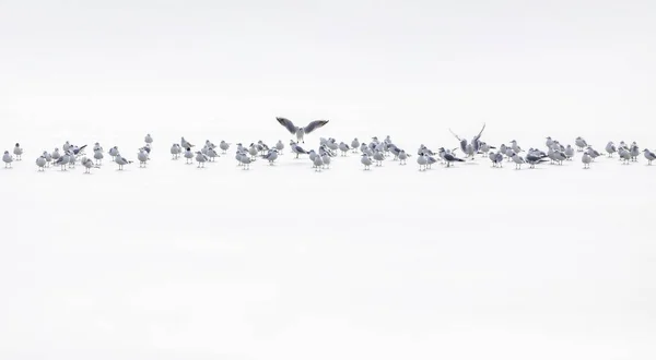 Ptáci Abstraktní Přírodní Scéna Bílé Zamrzlé Jezero Pozadí — Stock fotografie