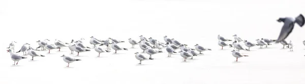 Ptaki Abstrakcyjna Scena Natury Białe Zamrożone Tło Jeziora — Zdjęcie stockowe