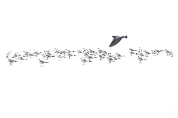 Vögel Abstrakte Naturszene Weiß Gefrorenen See Hintergrund — Stockfoto