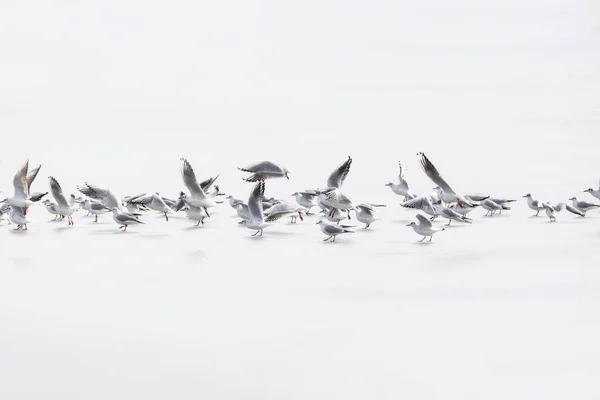 Birds Abstract Nature Scene White Frozen Lake Background — Stock Photo, Image