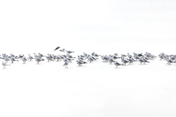Vögel Abstrakte Naturszene Weiß Gefrorenen See Hintergrund — Stockfoto