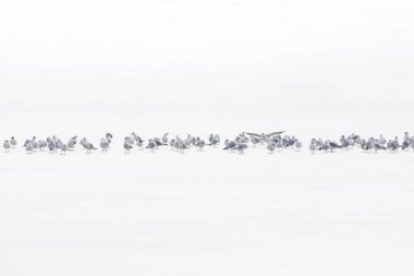 Kuşlar. Soyut doğa sahnesi. Beyaz donmuş göl arka planı.