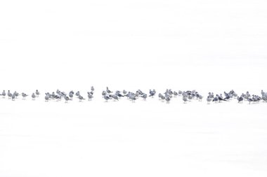 Kuşlar. Soyut doğa sahnesi. Beyaz donmuş göl arka planı.