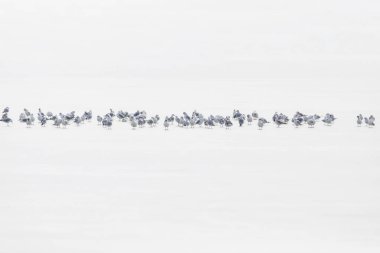 Kuşlar. Soyut doğa sahnesi. Beyaz donmuş göl arka planı.