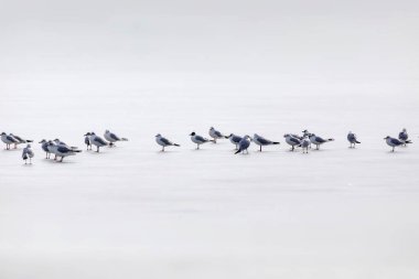 Kuşlar. Soyut doğa sahnesi. Beyaz donmuş göl arka planı.