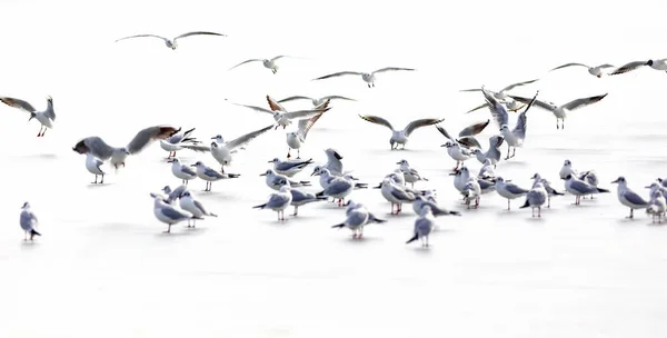 Birds Abstract Nature Scene White Frozen Lake Background — Stock Photo, Image