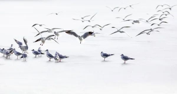Vogels Abstracte Natuur Witte Bevroren Meer Achtergrond — Stockfoto