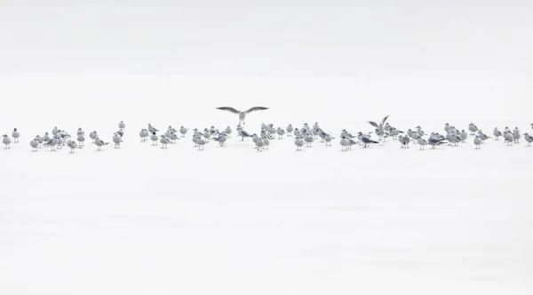 Birds Abstract Nature Scene White Frozen Lake Background — Stock Photo, Image