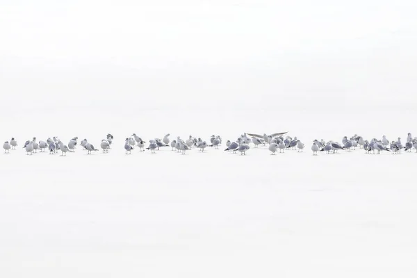 Birds Abstract Nature Scene White Frozen Lake Background — Stock Photo, Image