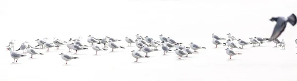 Birds Abstract Nature Scene White Frozen Lake Background — Stock Photo, Image